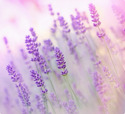 Фотообои Цветы 3