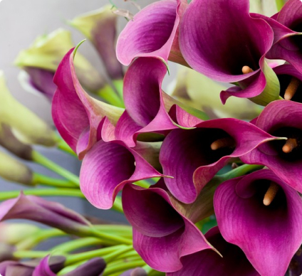 Фотообои Цветы 2